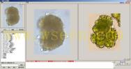 Botryococcus braunii 布朗葡萄藻--万深AlgaeC(1)